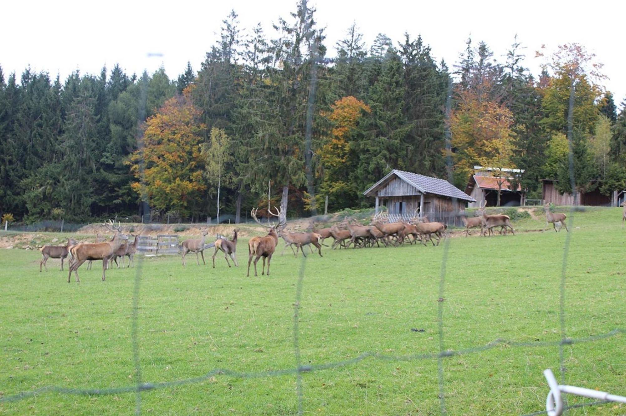 Gasthaus Zur Waldesruh Waffenbrunn Eksteriør billede